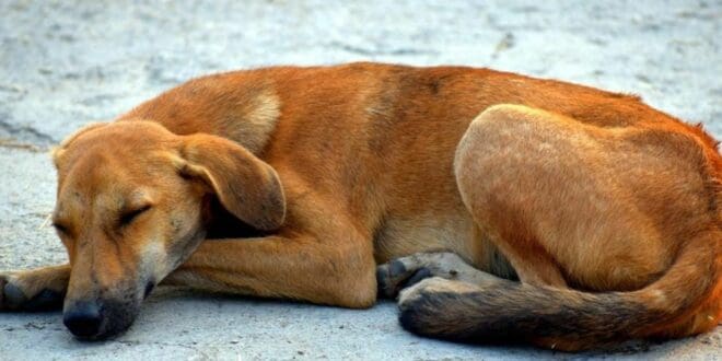 Activistas alertan que habría hasta 40 mil perros callejeros en Playa del Carmen