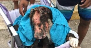 Activistas exigen castigo para las personas que quemaron a un perrito en Playa del Carmen