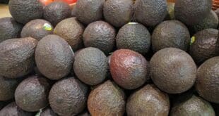 Aguacate Hass ya llegó a 130 pesos el kilo en Playa del Carmen
