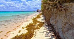 Altas temperaturas, sargazo y marea alta dificultan la limpieza de costas en Playa del Carmen