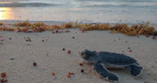 Amplían el programa de protección a tortugas en Solidaridad