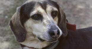 Arrestos, multas y trabajo comunitario para quienes maltraten animales en Playa del Carmen