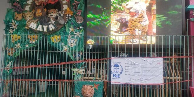 Asegura Fiscalía el local 'Animalandia Maya' en la Quinta Avenida