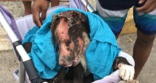 Autoridades afirman que se hizo justicia en el caso de Valentín, el perrito quemado