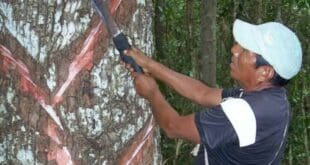 Buscan promover las zonas chicleras como un atractivo turístico