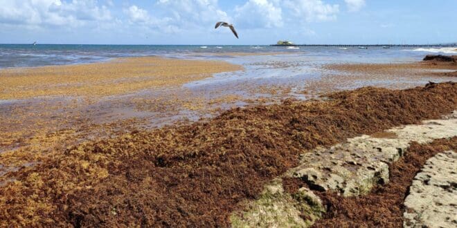 Científicos cubanos vinieron a Playa del Carmen a aprender sobre el manejo del sargazo