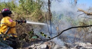 Controlan incendio en CTM y Lilis gracias a respuesta inmediata del Gobierno de Playa del Carmen