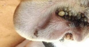Denuncian plaga de garrapatas en Villas del Sol de Playa del Carmen