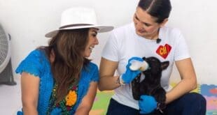 En Quintana Roo y Playa del Carmen el maltrato animal no tiene cabida: supervisan Mara Lezama y Estefanía Mercado recuperación de felinos rescatados de Animalandia Maya