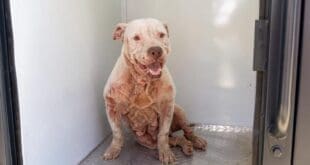 Encabeza Estefanía Mercado operativo de rescate canino en Playa del Carmen