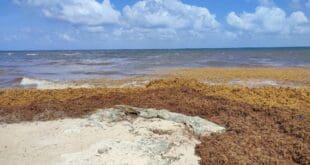 Está llegando más alga roja que sargazo a Playa del Carmen: Zofemat