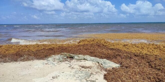 Está llegando más alga roja que sargazo a Playa del Carmen: Zofemat