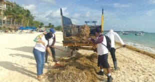 Gobierno de Estefanía Mercado atiende recale atípico de sargazo en playas provocado por surada