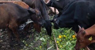 Gobierno de Estefanía Mercado fortalece el potencial del sector productivo de Playa del Carmen