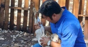 Gobierno de Estefanía Mercado lleva el programa “Veterinario en tu Rancho” a comunidades rurales