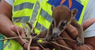 Gobierno de Estefanía Mercado protege la fauna silvestre con atención especializada en Playa del Carmen
