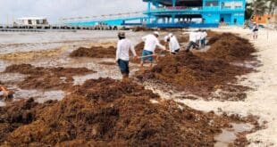 Gobierno de Estefanía Mercado refuerza estrategia contra el sargazo con acciones coordinadas y trabajo permanente en Playa del Carmen