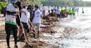 Gobierno de Estefanía Mercado retira más de 19 mil toneladas de sargazo esta temporada en Playa del Carmen