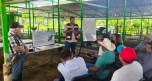 Gobierno de Playa del Carmen promueve el uso del sargazo para fortalecer la producción ganadera