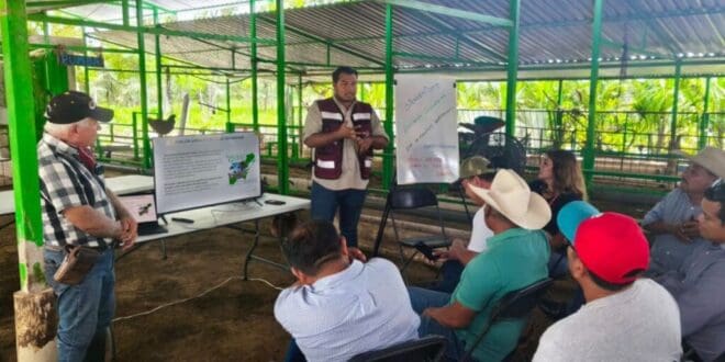 Gobierno de Playa del Carmen promueve el uso del sargazo para fortalecer la producción ganadera