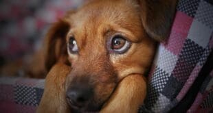 Hasta 9 de cada 10 cachorros acaban en la calle; por ello hay que esterilizar, alerta activista