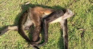 Hubo 9 avistamientos de monos araña en Playa del Carmen en 2022; 2 fueron atropellados