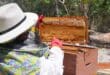 Impulsa gobierno de Playa del Carmen el rescate apícola y la diversificación económica del municipio