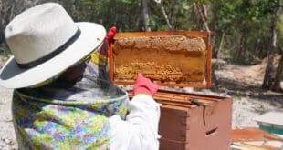 Impulsa gobierno de Playa del Carmen el rescate apícola y la diversificación económica del municipio