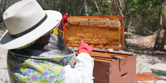 Impulsa gobierno de Playa del Carmen el rescate apícola y la diversificación económica del municipio