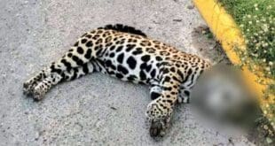 Ineficiencias de la SICT causaron que jaguar fuera atropellado en Playa del Carmen: Gabriel Mendicuti