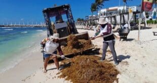 Intenso trabajo de los tres órdenes de gobierno ante arribo excesivo de sargazo a las costas de Playa del Carmen