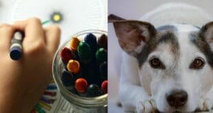 Invitan al Art Holistic Fest en parque La Ceiba de Playa del Carmen; es para niños, adultos y mascotas