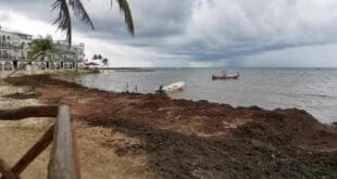 Pequeños hoteles y náuticos de Playa del Carmen, afectados por la llegada de sargazo