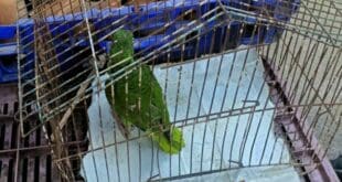 Piden denunciar la venta de animales exóticos ante las autoridades, no solo en redes sociales
