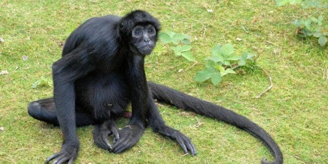 Piden reportar los avistamientos de animales silvestres en Playa del Carmen