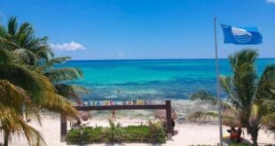 Playa del Carmen estará limpia y libre de sargazo durante el verano