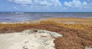 Pronostican que arribo de sargazo a costas de Playa del Carmen en 2024 sería similar al del 2023
