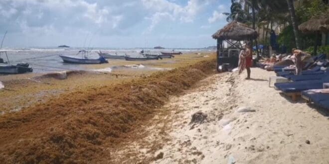 Recale de sargazo comenzará a mediados de febrero en Playa del Carmen; autoridades están listas