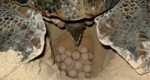Se registran cuatro nidos de tortuga en seis días en Playa del Carmen