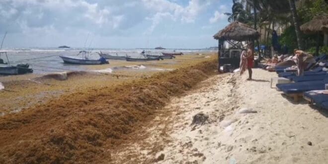 Suradas y sargazo siguen afectando a prestadores de servicios en Playa del Carmen