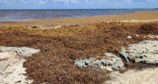 Vienen alemanes a Playa del Carmen a convertir sargazo en biocombustible y carbón