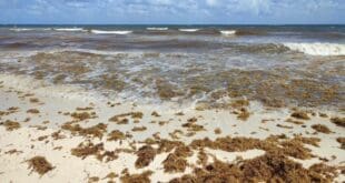 Vientos del sureste están trayendo arena con sargazo a Playa del Carmen