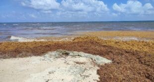 Zofemat de Playa del Carmen, lista para el arribo de sargazo; sigue contratando gente