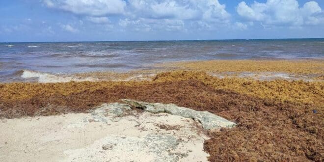 Zofemat de Playa del Carmen, lista para el arribo de sargazo; sigue contratando gente