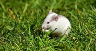 ¡Adopta una ratita! Abandonan en Playa del Carmen a ratas blancas de laboratorio y ahora buscan hogar