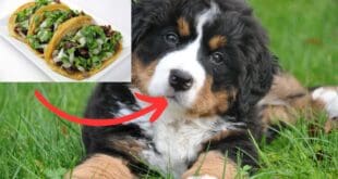¿Tacos de lomito? Encuentran dos cabezas de perro y una de borrego en basura de puestos de barbacoa en Playa del Carmen